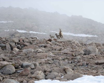 Sheep, Rocky Mountain, Ewe & Lambs, Fog & Snow-061811-Mt Evans, CO-#0221.jpg