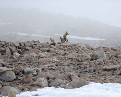 Sheep, Rocky Mountain, Ewe & Lambs, Fog & Snow-061811-Mt Evans, CO-#0225.jpg