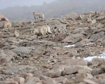 Sheep, Rocky Mountain, Ewe & Lambs, Fog & Snow-061811-Mt Evans, CO-#0236.jpg