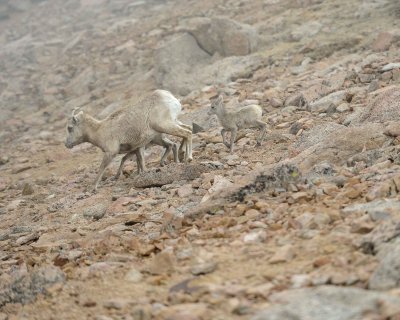 Sheep, Rocky Mountain, Ewe & Lambs, Fog & Snow-061811-Mt Evans, CO-#0259.jpg