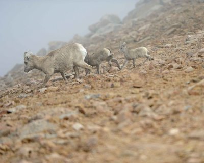 Sheep, Rocky Mountain, Ewe & Lambs, Fog & Snow-061811-Mt Evans, CO-#0266.jpg