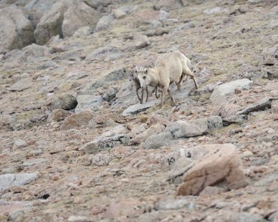 Sheep, Rocky Mountain, Ewe & Lambs, Fog & Snow-061811-Mt Evans, CO-0243.jpg
