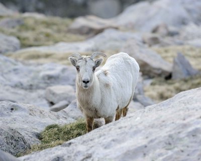 Sheep, Rocky Mountain, Ewe-061911-Mt Evans, CO-#0031.jpg
