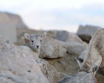 Sheep, Rocky Mountain, Lamb-061811-Mt Evans, CO-#0194.jpg