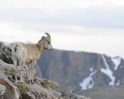 Sheep, Rocky Mountain-061911-Mt Evans, CO-#0038.jpg