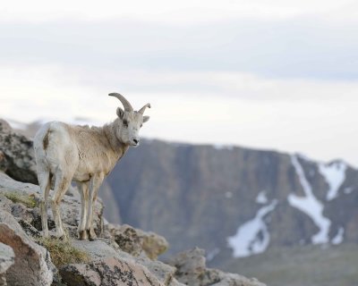 Sheep, Rocky Mountain-061911-Mt Evans, CO-#0052.jpg