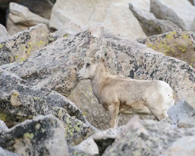 Sheep, Rocky Mountain-061911-Mt Evans, CO-#0055.jpg