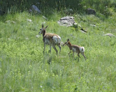 Antelope, Pronghorn, Doe & Fawn-070411-Custer State Park, SD-#0395.jpg