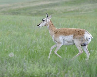 Antelope, Pronghorn, Doe, running-070411-Custer State Park, SD-#1031.jpg