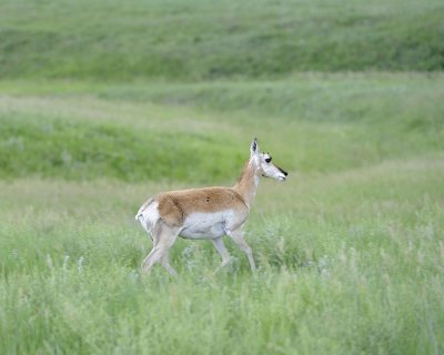 Antelope, Pronghorn, Doe, running-070411-Custer State Park, SD-#1032.jpg