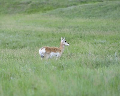 Antelope, Pronghorn, Doe-070411-Custer State Park, SD-#1036.jpg