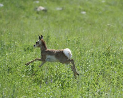 Antelope, Pronghorn, Fawn-070411-Custer State Park, SD-#0389.jpg