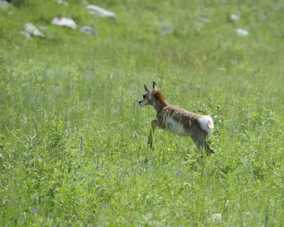 Antelope, Pronghorn, Fawn-070411-Custer State Park, SD-#0390.jpg