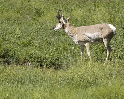 Antelope, Pronghorn-070411-Custer State Park, SD-#0044.jpg