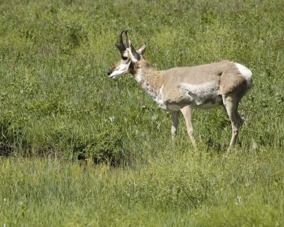 Antelope, Pronghorn-070411-Custer State Park, SD-#0059.jpg