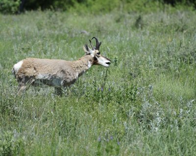 Antelope, Pronghorn-070411-Custer State Park, SD-#0578.jpg