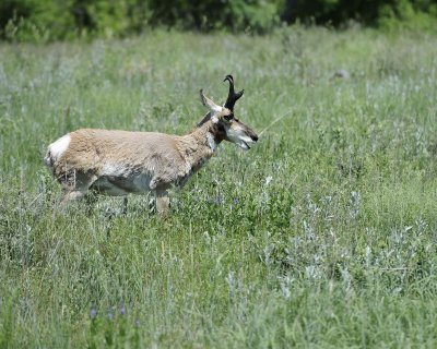 Antelope, Pronghorn-070411-Custer State Park, SD-#0611.jpg