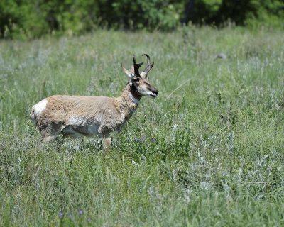 Antelope, Pronghorn-070411-Custer State Park, SD-#0616.jpg