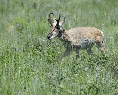 Antelope, Pronghorn-070411-Custer State Park, SD-#0650.jpg