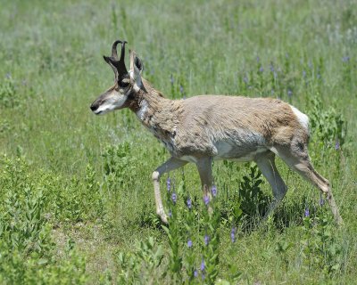 Antelope, Pronghorn-070411-Custer State Park, SD-#0665.jpg
