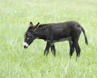 Burro, Foal-070111-Custer State Park, SD-#0004.jpg