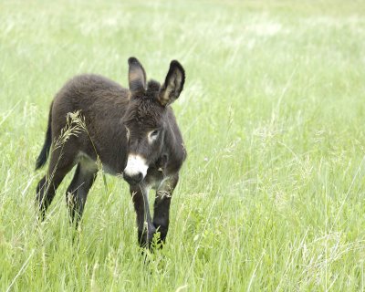 Burro, Foal-070111-Custer State Park, SD-#0069.jpg