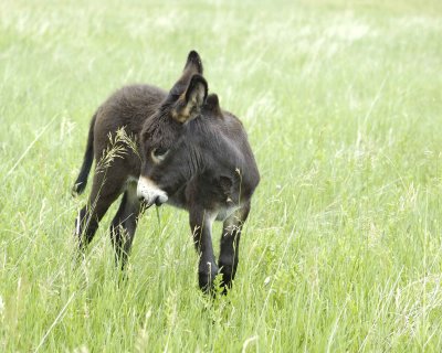 Burro, Foal-070111-Custer State Park, SD-#0070.jpg
