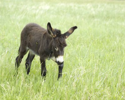 Burro, Foal-070111-Custer State Park, SD-#0092.jpg