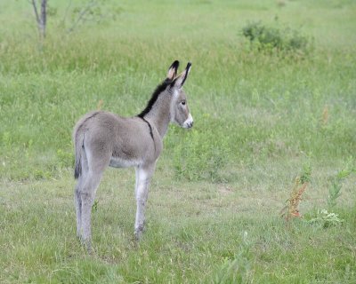 Burro, Foal-070411-Custer State Park, SD-#0995.jpg