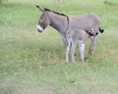 Burro, Jenny & Foal nursing-070411-Custer State Park, SD-#0960.jpg