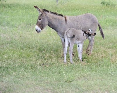 Burro, Jenny & Foal nursing-070411-Custer State Park, SD-#0961.jpg