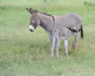 Burro, Jenny & Foal nursing-070411-Custer State Park, SD-#0981.jpg