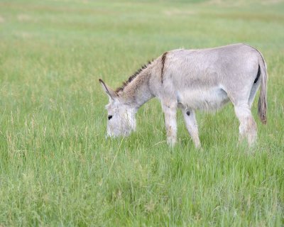 Burro-070411-Custer State Park, SD-#1015.jpg