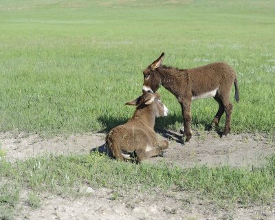 Burro. 2 Foals-070411-Custer State Park, SD-#0132.jpg
