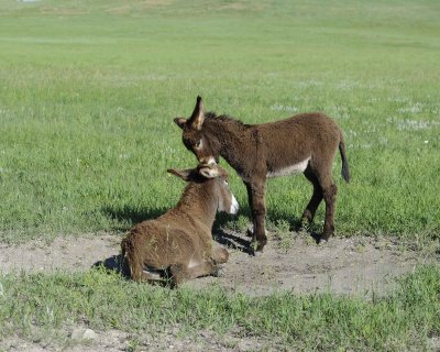 Burro. 2 Foals-070411-Custer State Park, SD-#0140.jpg