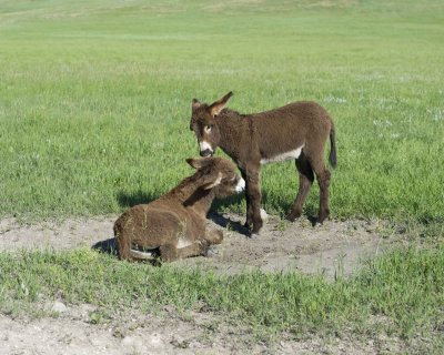 Burro. 2 Foals-070411-Custer State Park, SD-#0156.jpg