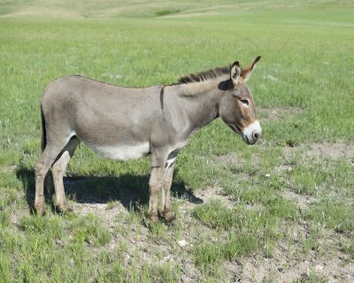 Burro. Jenny & Foal-070411-Custer State Park, SD-#0215.jpg
