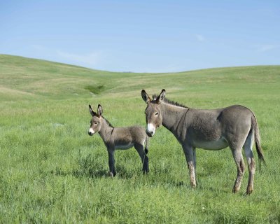 Burro. Jenny & Foal-070411-Custer State Park, SD-#0277.jpg