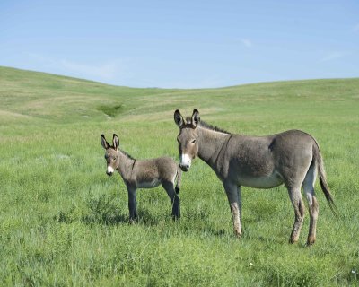 Burro. Jenny & Foal-070411-Custer State Park, SD-#0282.jpg