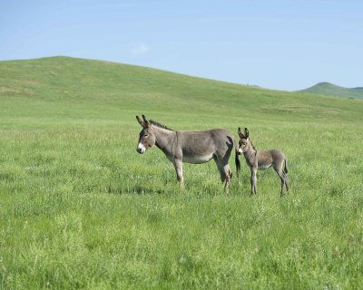 Burro. Jenny & Foal-070411-Custer State Park, SD-#0299.jpg