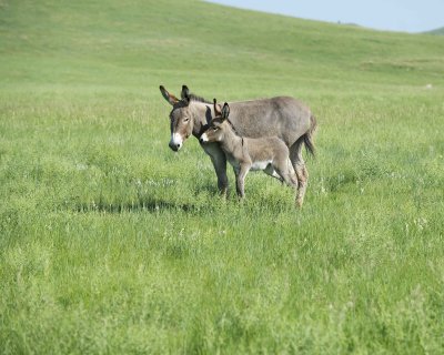 Burro. Jenny & Foal-070411-Custer State Park, SD-#0343.jpg