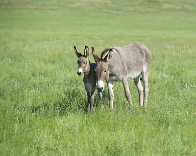 Burro. Jenny & Foal-070411-Custer State Park, SD-#0354.jpg