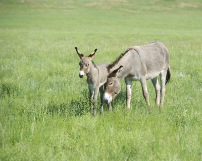 Burro. Jenny & Foal-070411-Custer State Park, SD-#0365.jpg