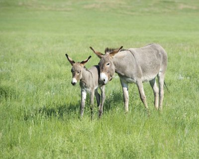 Burro. Jenny & Foal-070411-Custer State Park, SD-#0368.jpg