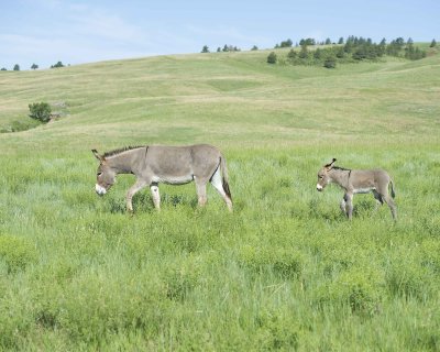 Burro. Jenny & Foal-070411-Custer State Park, SD-#0378.jpg