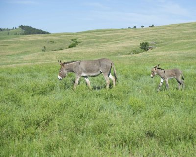 Burro. Jenny & Foal-070411-Custer State Park, SD-#0383.jpg