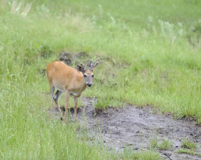 Deer, White-Tailed, Buck-070111-Custer State Park, SD-#0494.jpg