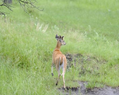 Deer, White-Tailed, Buck-070111-Custer State Park, SD-#0496.jpg