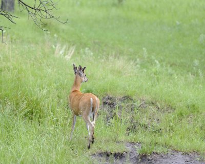 Deer, White-Tailed, Buck-070111-Custer State Park, SD-#0500.jpg
