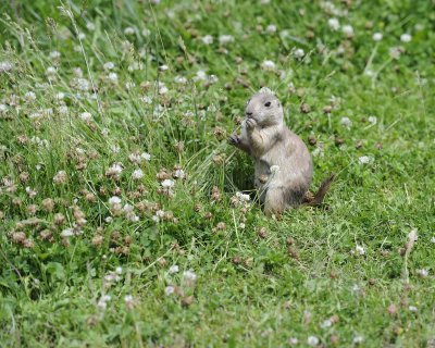 Praire Dog, Black-Tailed-070411-Custer State Park, SD-#0751.jpg